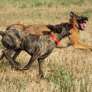 Zwei Hunde interagieren miteinander und zeigen dabei ihre Zähne